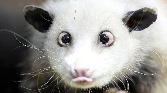Heidi the cross-eyed opossum